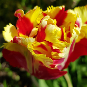 Tulip (Border) 'Flaming Parrot'